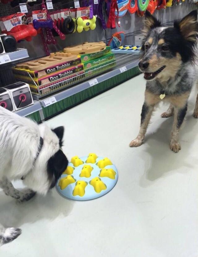 Australsk cattledog Turbo billede 11