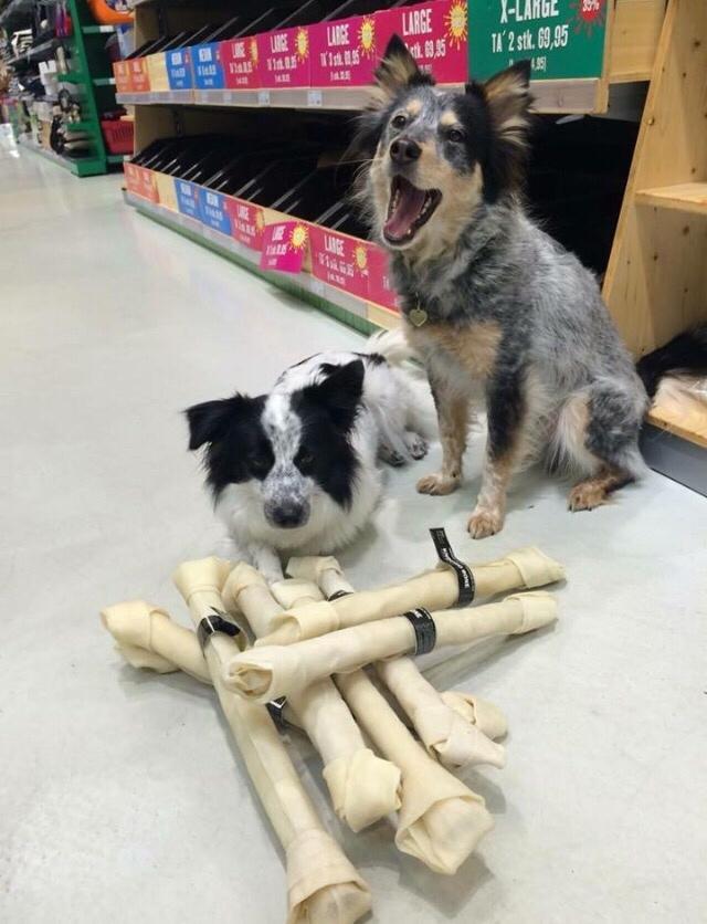 Australsk cattledog Turbo billede 12