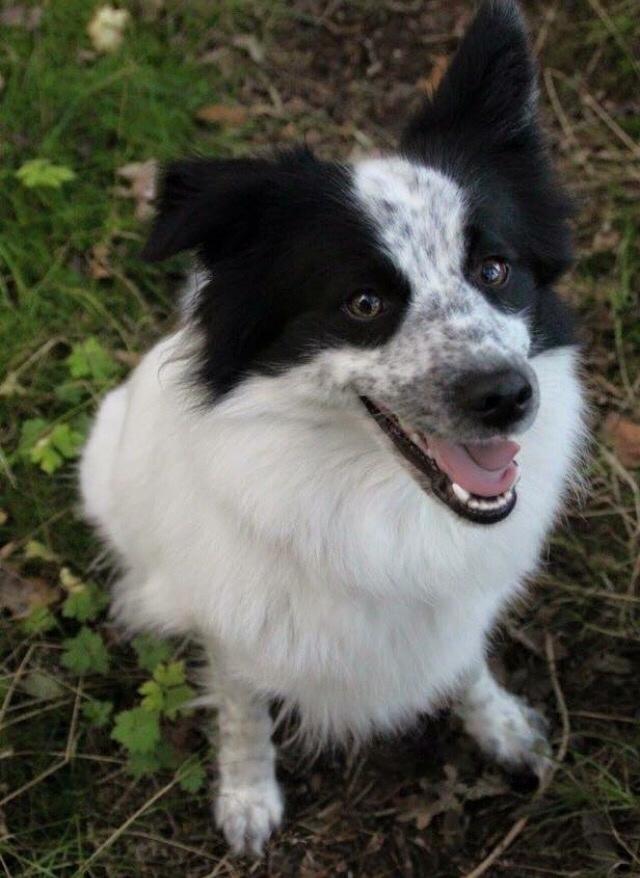 Blanding af racer Nova billede 8