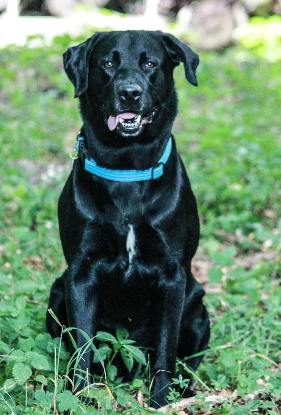 Labrador retriever Balou  billede 9