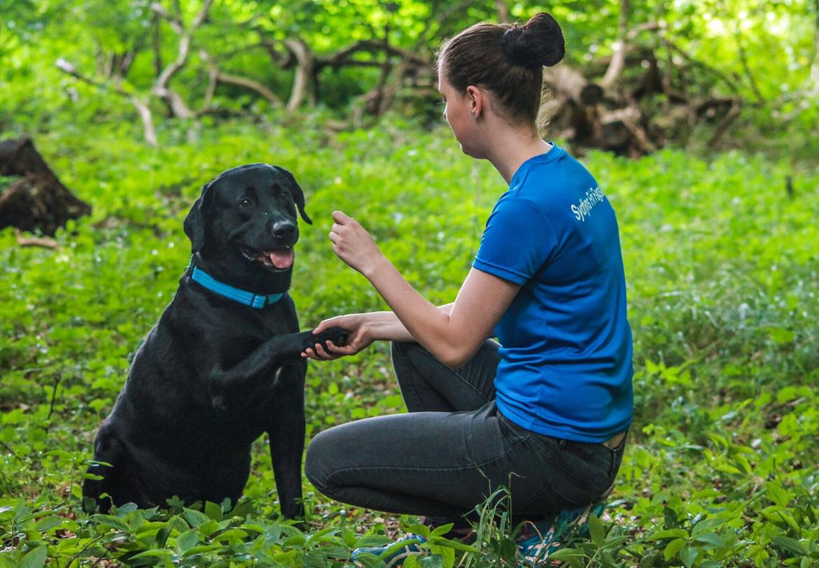 Labrador retriever Balou  billede 11