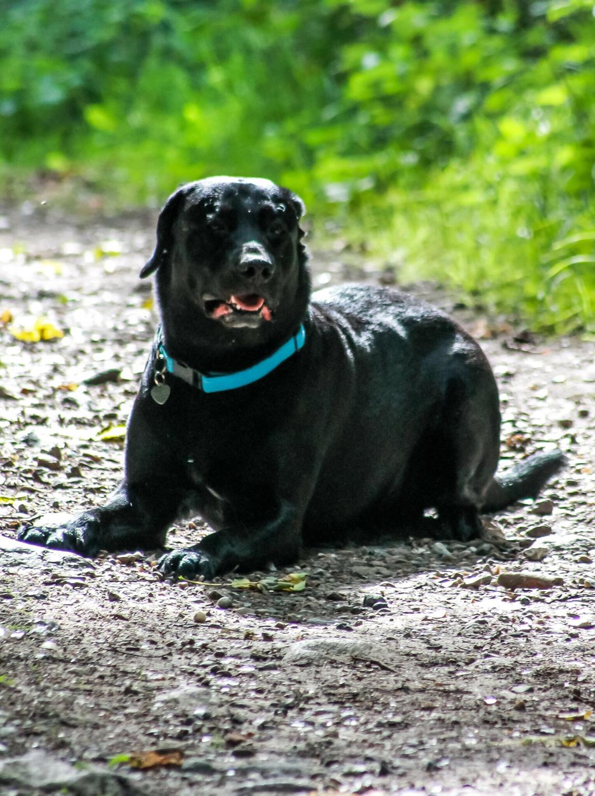 Labrador retriever Balou  billede 17