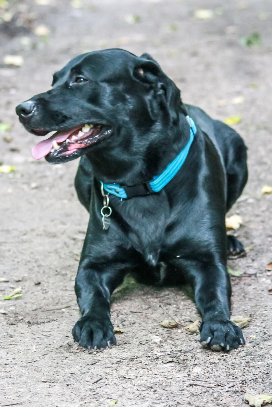 Labrador retriever Balou  billede 18