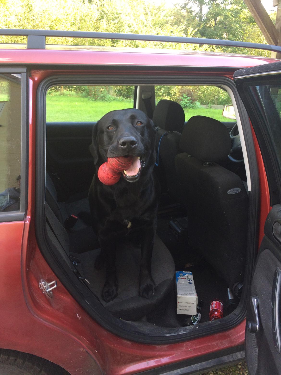 Labrador retriever Balou  billede 24