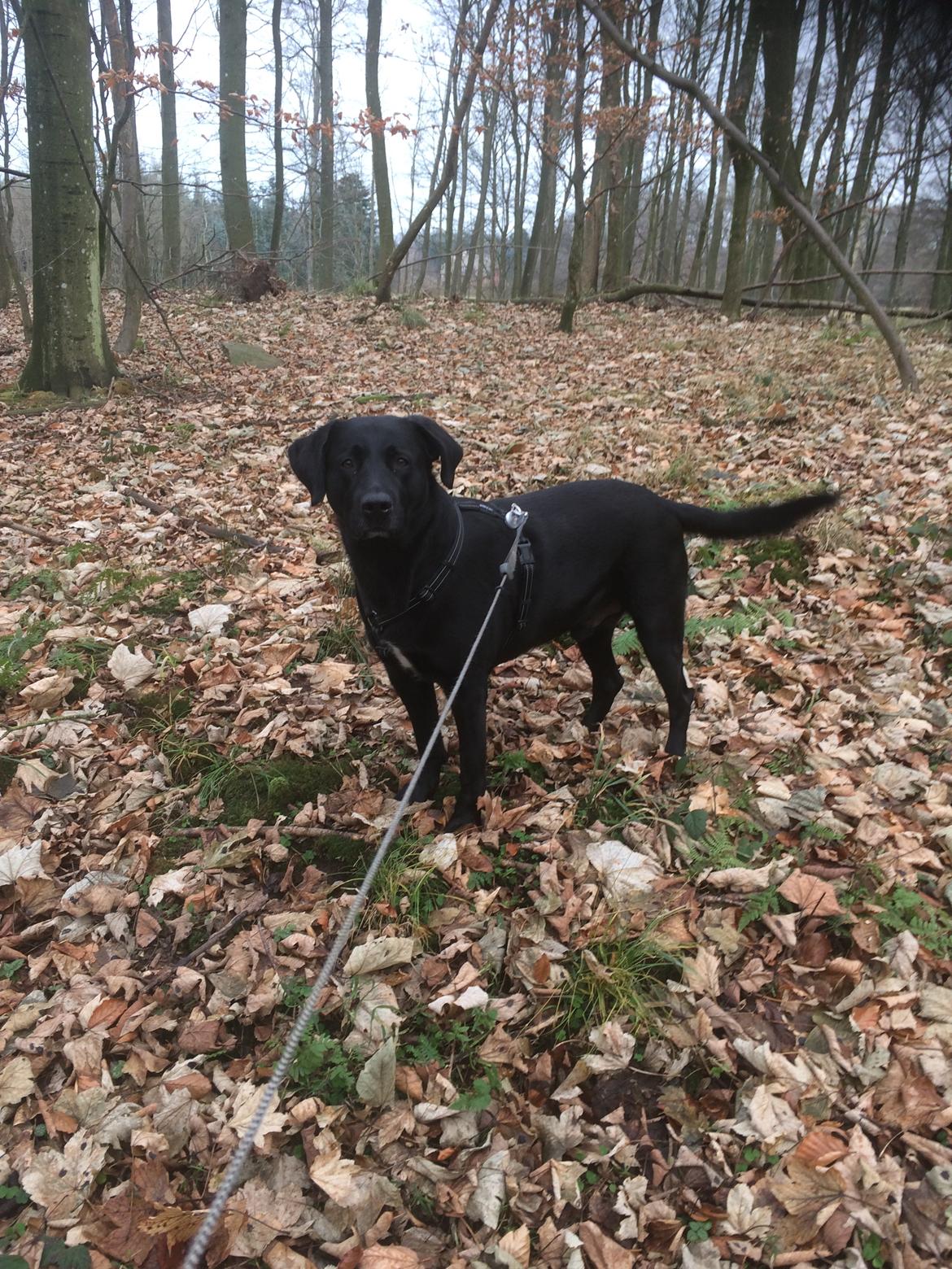 Labrador retriever Balou  billede 28