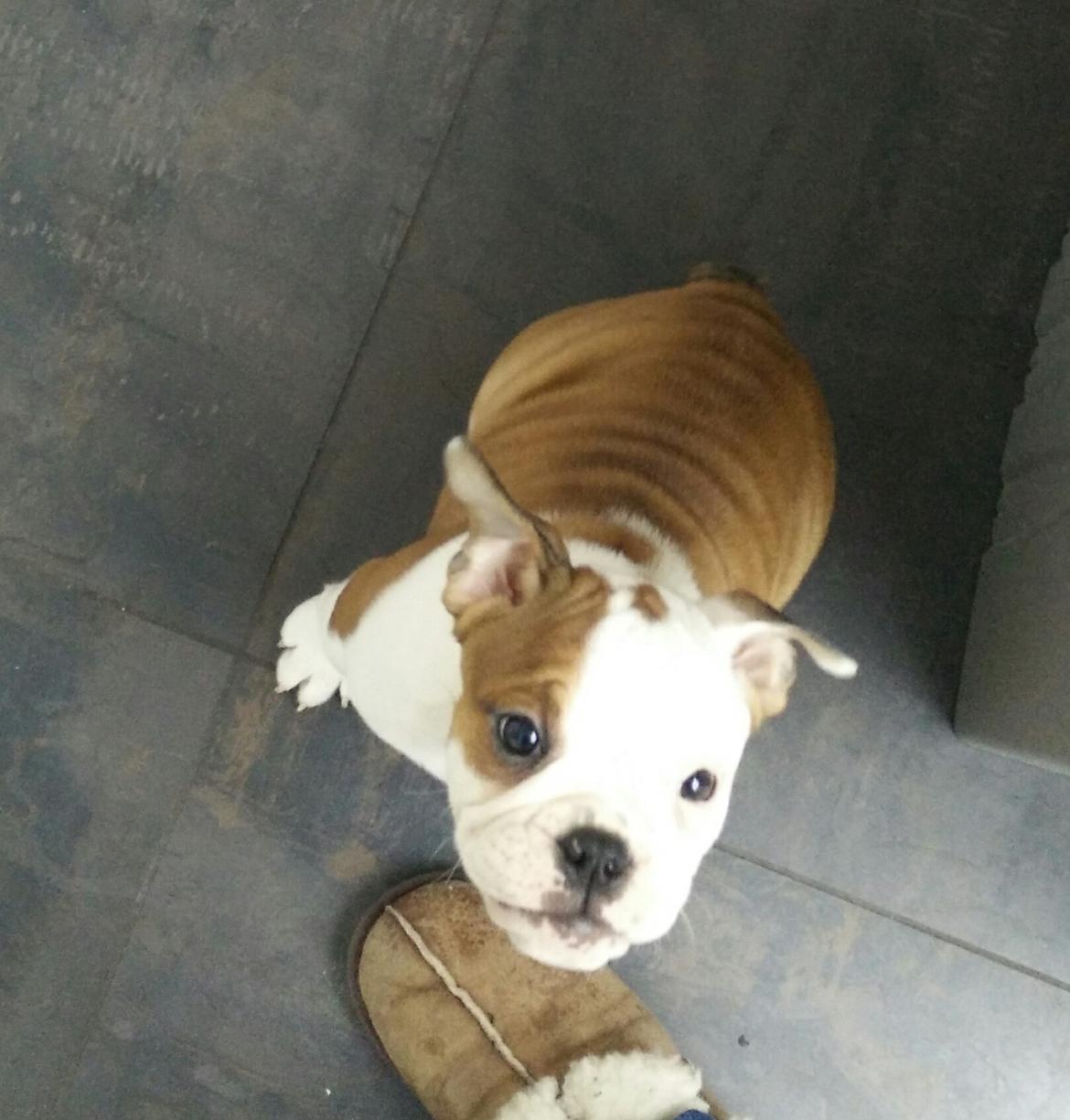 Engelsk bulldog Molosshuset Venus aka. Hera billede 10