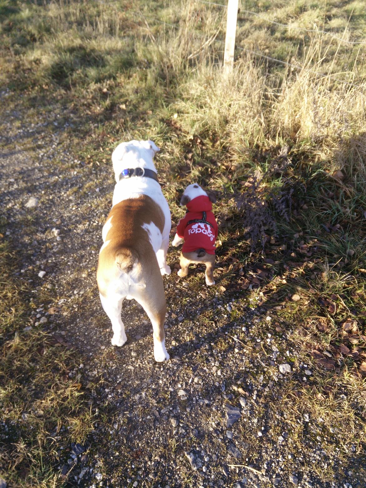 Engelsk bulldog Molosshuset Venus aka. Hera billede 11