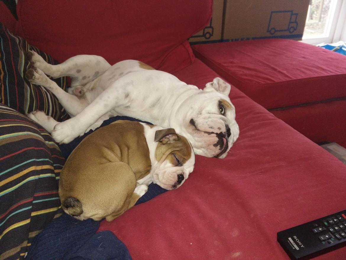 Engelsk bulldog Molosshuset Venus aka. Hera billede 12