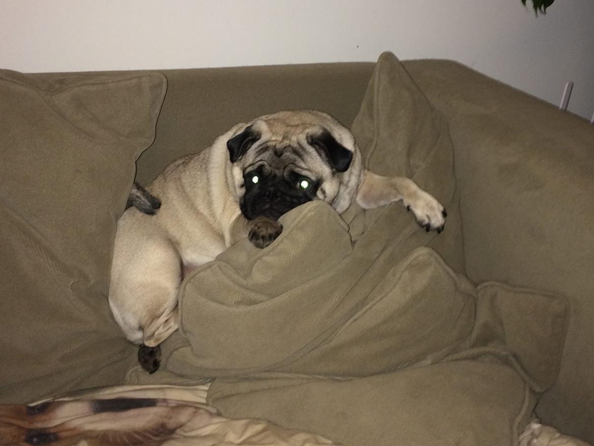 Mops Martha  billede 18