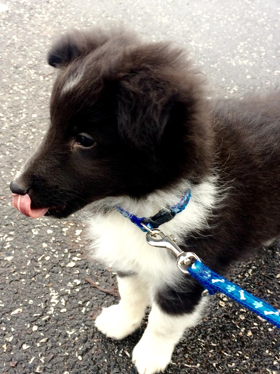 Shetland sheepdog Shenaja amarican dallas (Lucky) billede 1