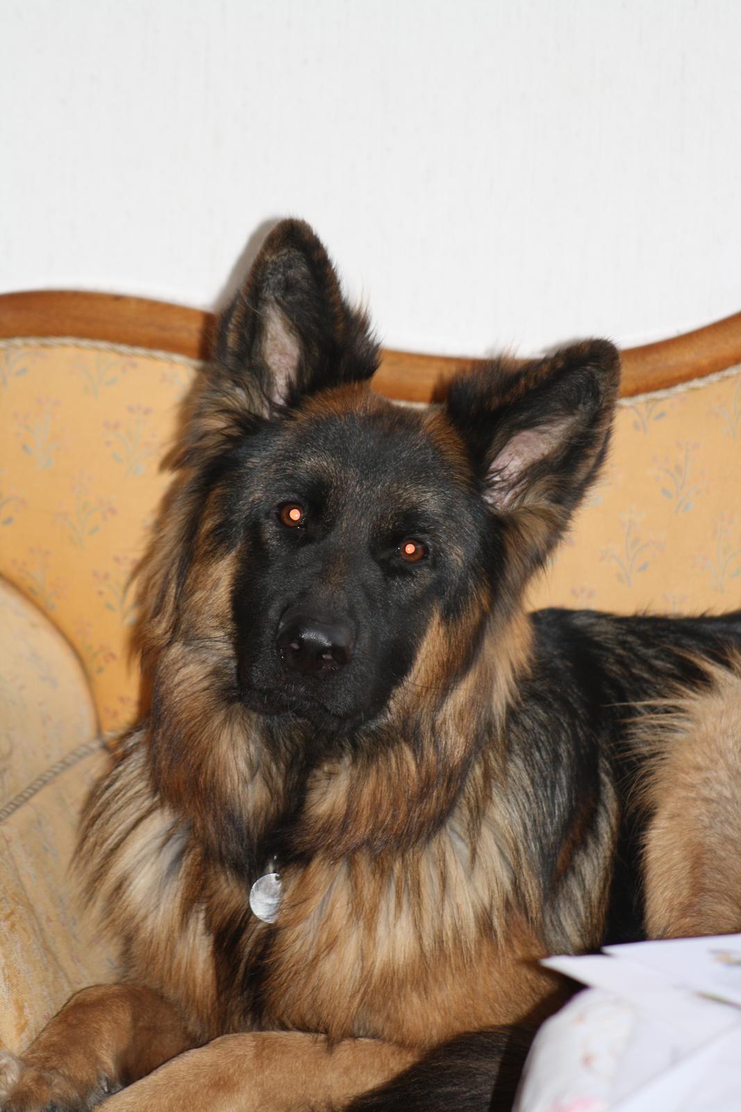 Schæferhund Arijel's Merle billede 9