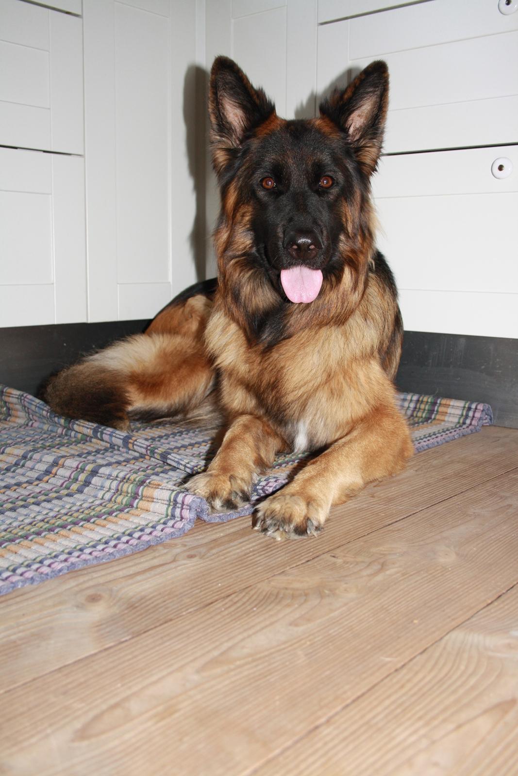 Schæferhund Arijel's Merle billede 1