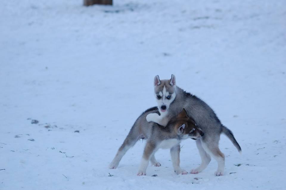 Siberian husky Svartedalens Husky Sansa billede 2