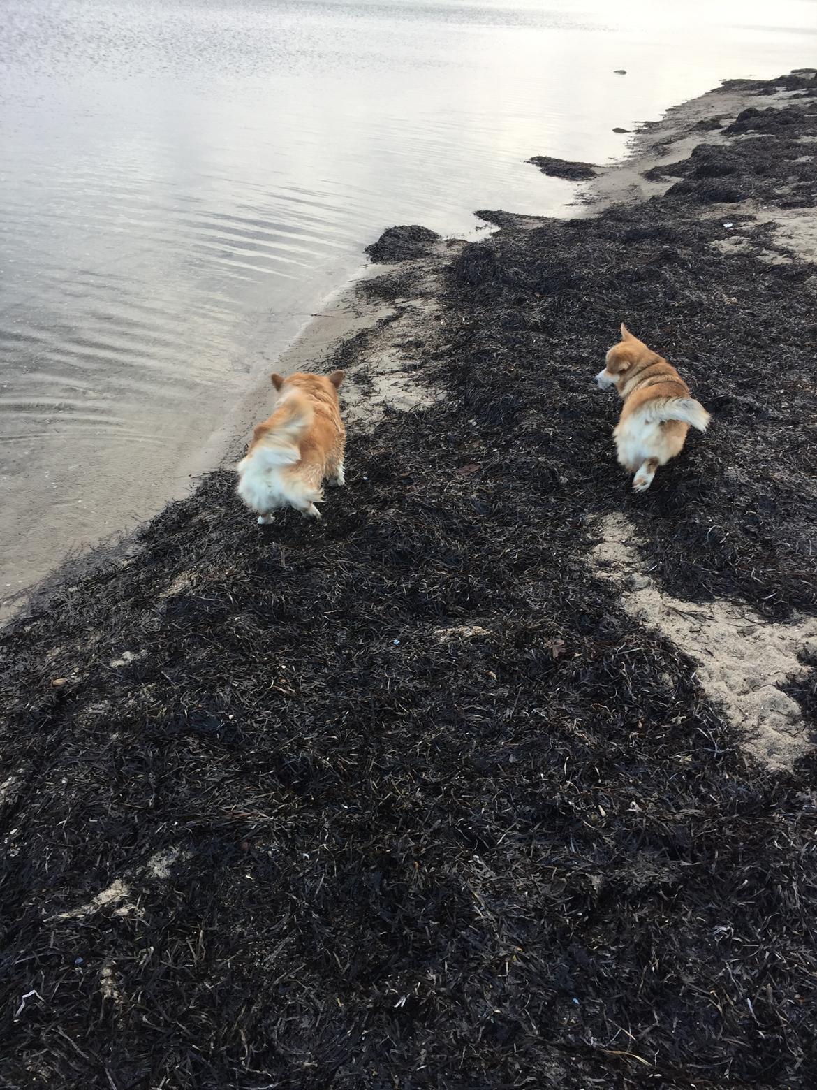 Welsh corgi pembroke Diesel - Ved stranden med Diesel og My 🐶 den 10.12.16 billede 32