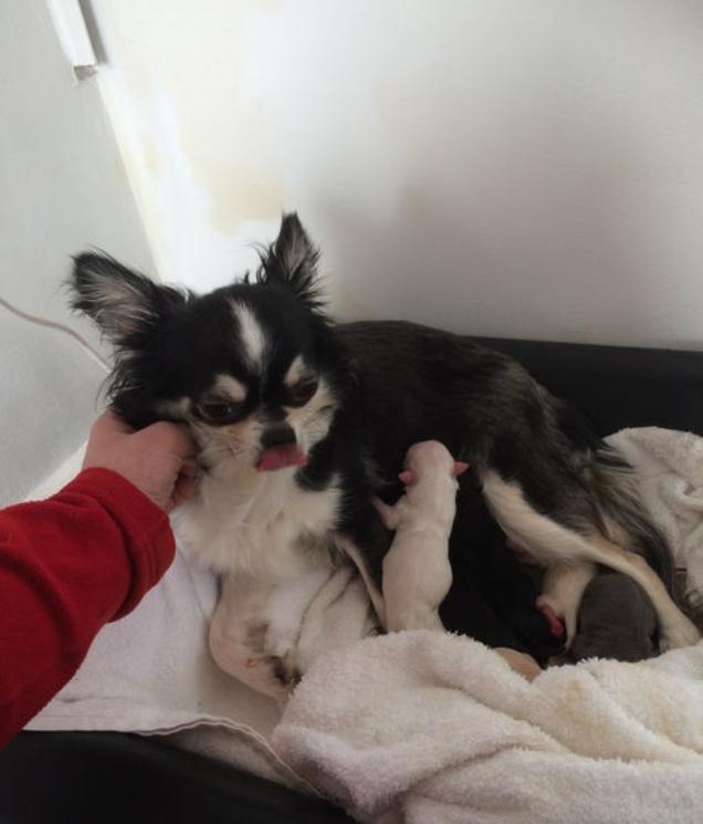 Chihuahua Iza - Mor og hvalpe billede 3