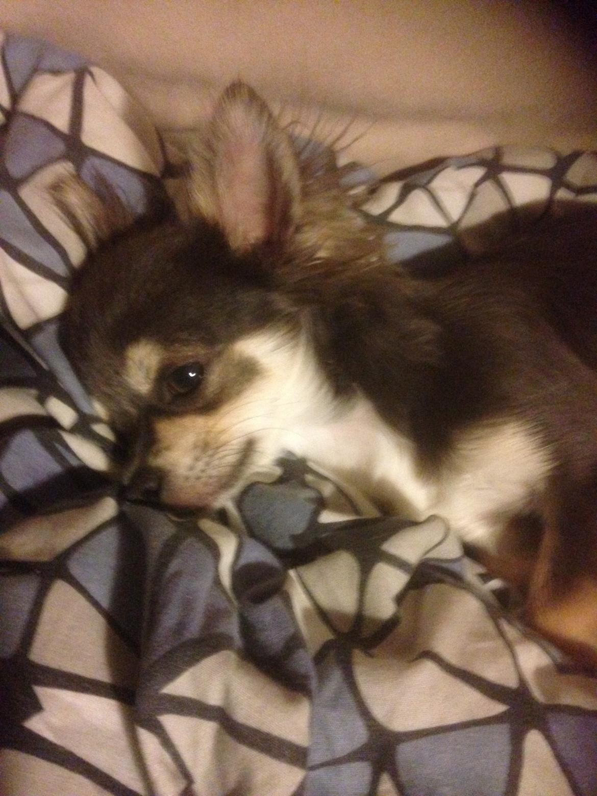 Chihuahua Iza billede 10