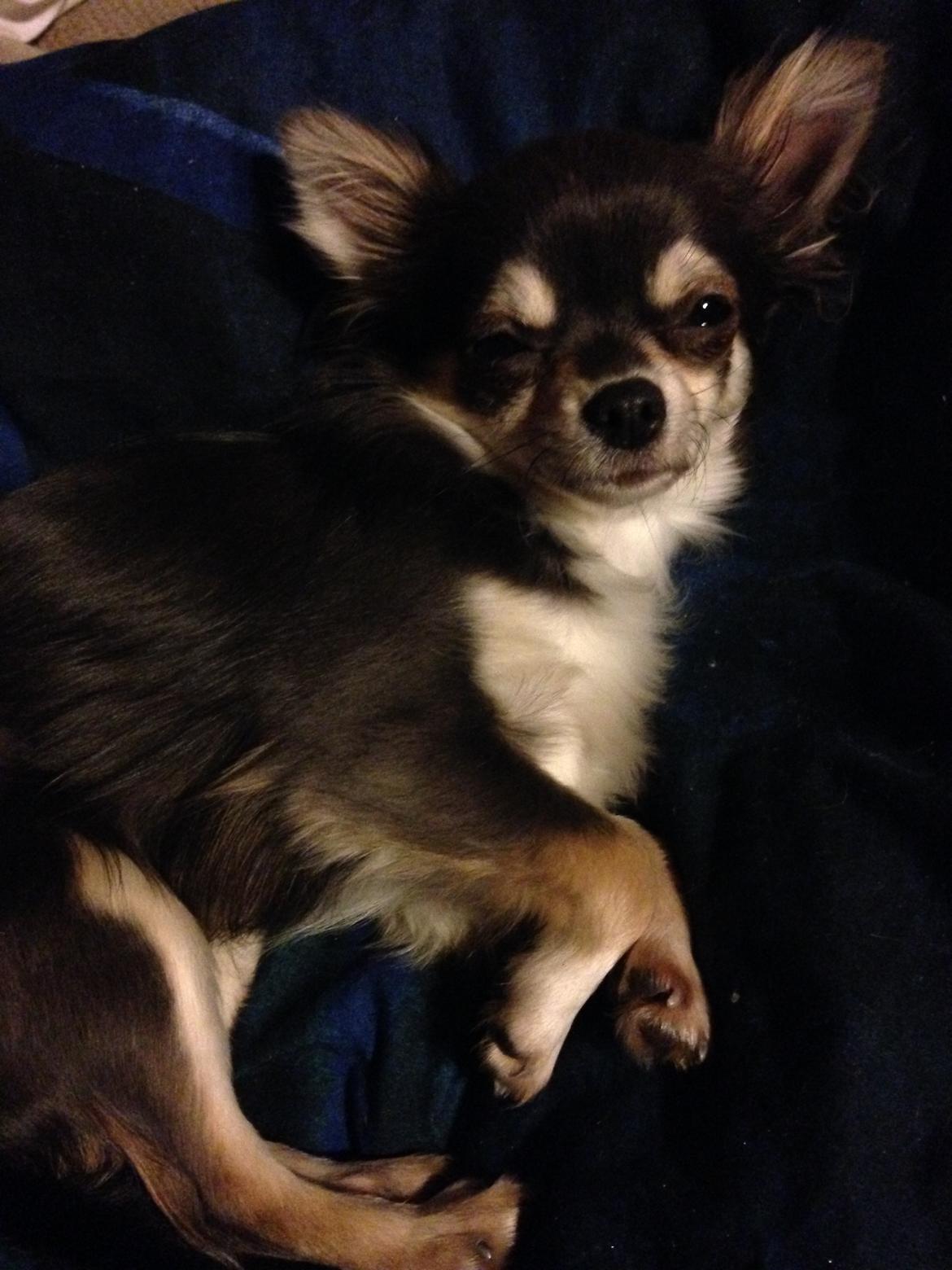 Chihuahua Iza - 8 dec.2016 billede 14