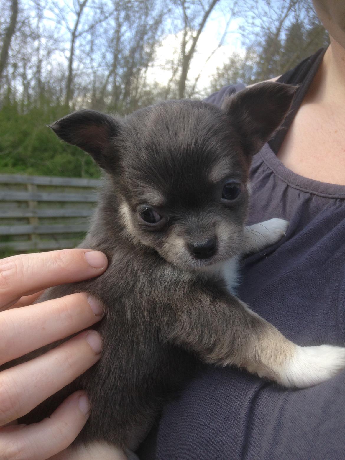 Chihuahua Iza - Så er hun snart 5 uger <3 billede 7