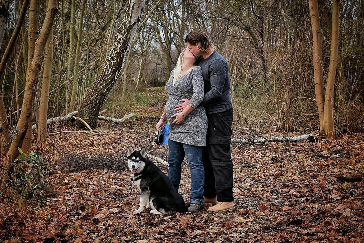 Siberian husky Laika  billede 29