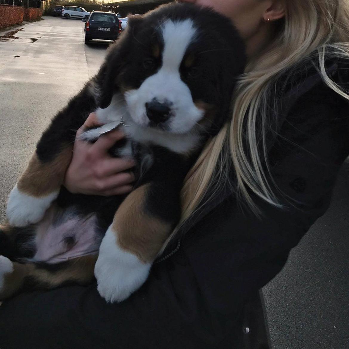 Berner sennenhund Lady Xiera's Teddy Bear (Leopold)  - Første dag <3 billede 40