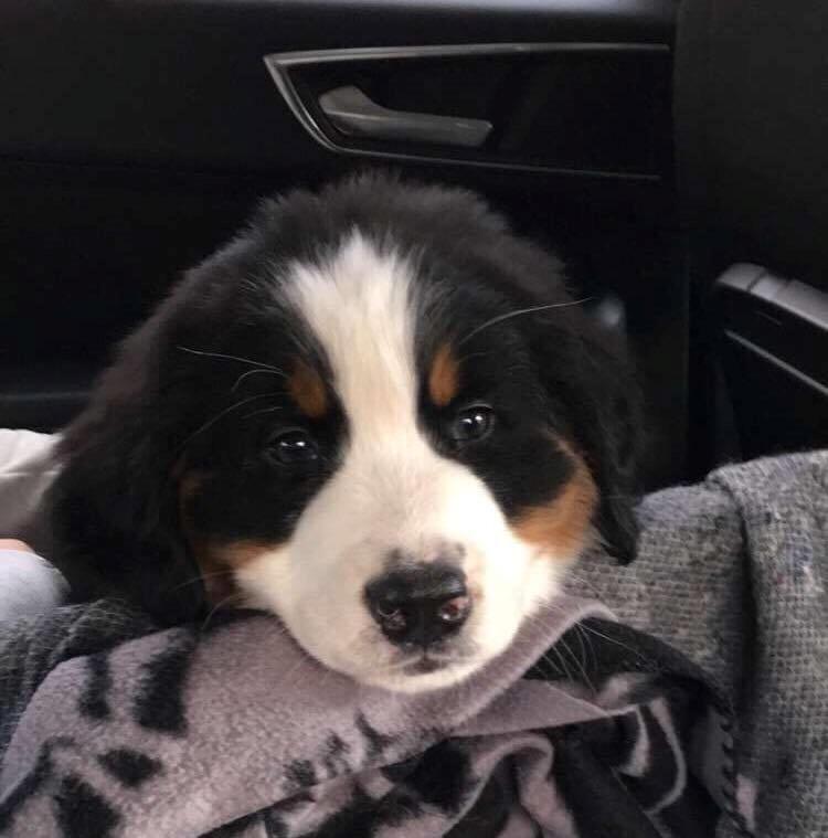 Berner sennenhund Lady Xiera's Teddy Bear (Leopold)  - Første dag <3 På vej hjem i bilen billede 42