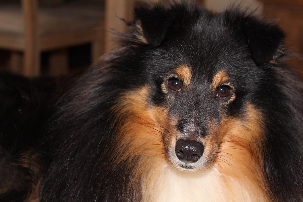 Shetland sheepdog Zeus billede 11