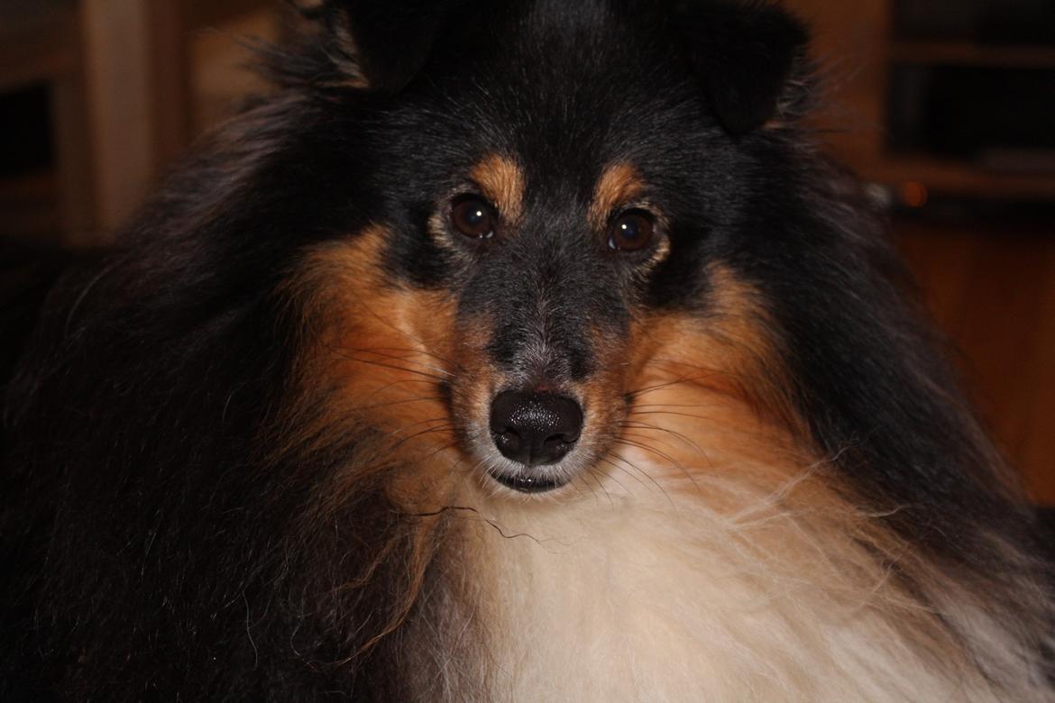 Shetland sheepdog Zeus billede 13