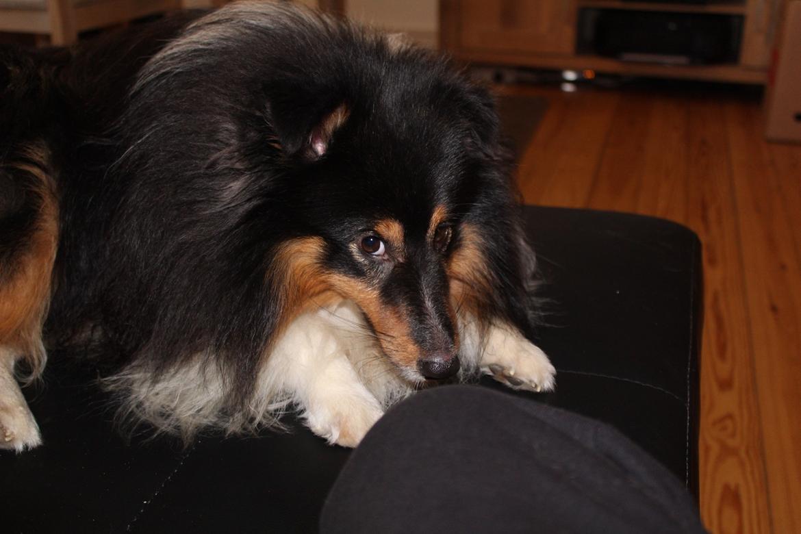 Shetland sheepdog Zeus billede 12