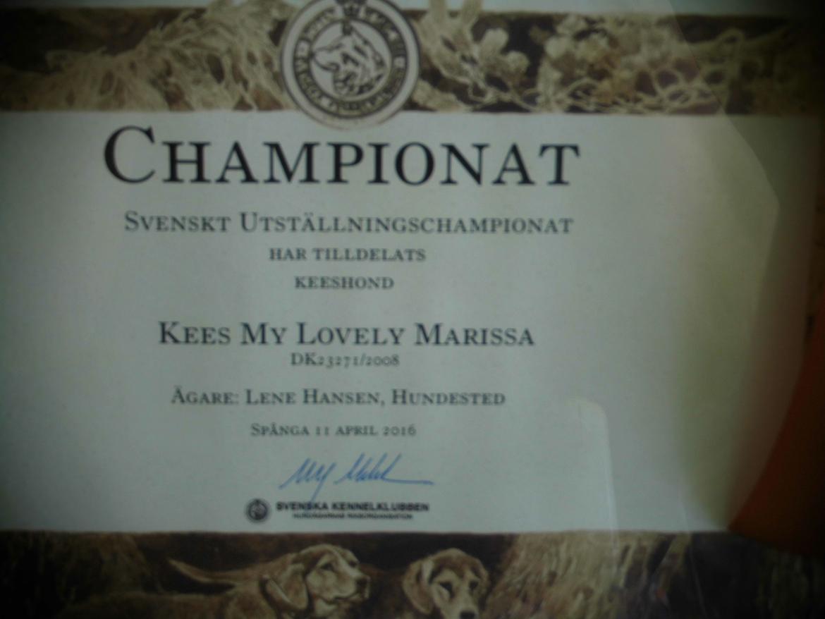 Keeshond Kees my Lovely Marissa - SVUCH billede 11