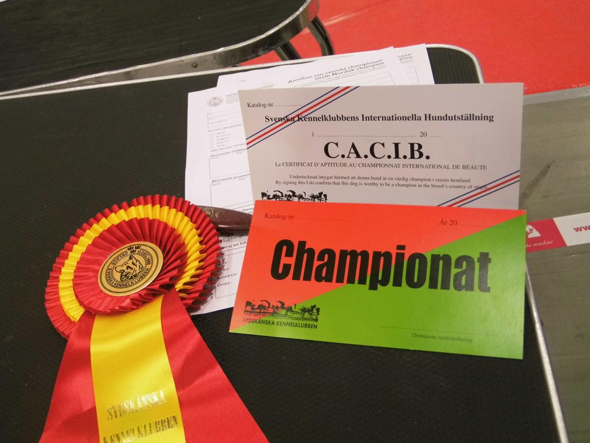 Keeshond Kees my Lovely Marissa - SVUCH billede 12