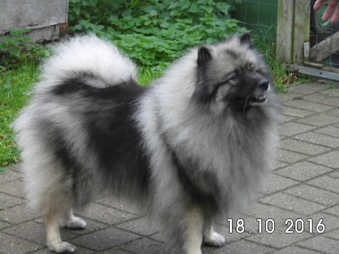 Keeshond Kees my Lovely Marissa - Nu er hun 8 år billede 13
