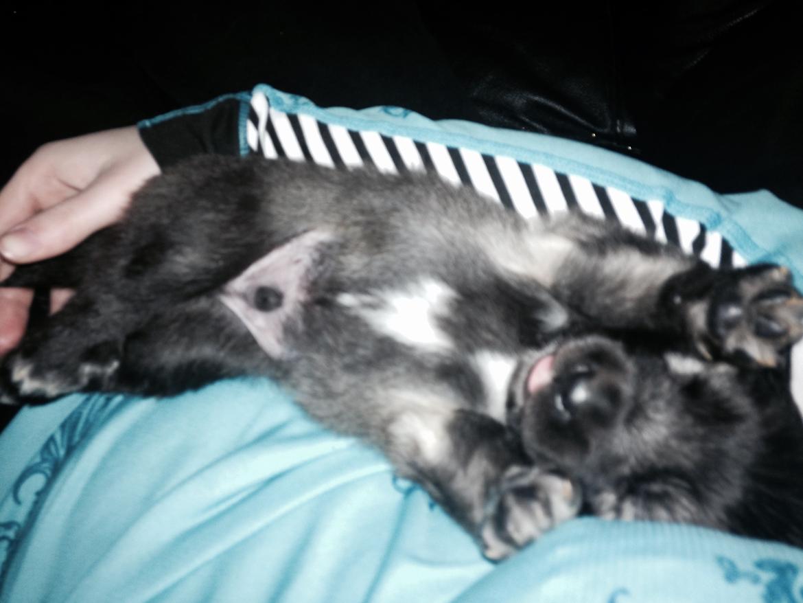 Islandsk fårehund Heppni - 2 uger gammel billede 11