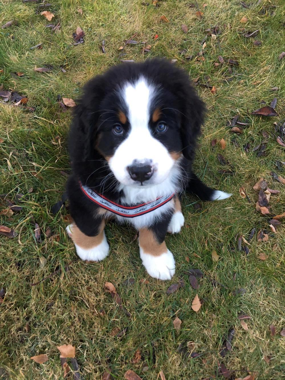 Berner sennenhund Lady Xiera's Teddy Bear (Leopold)  - Første uge hjemme <3  billede 39