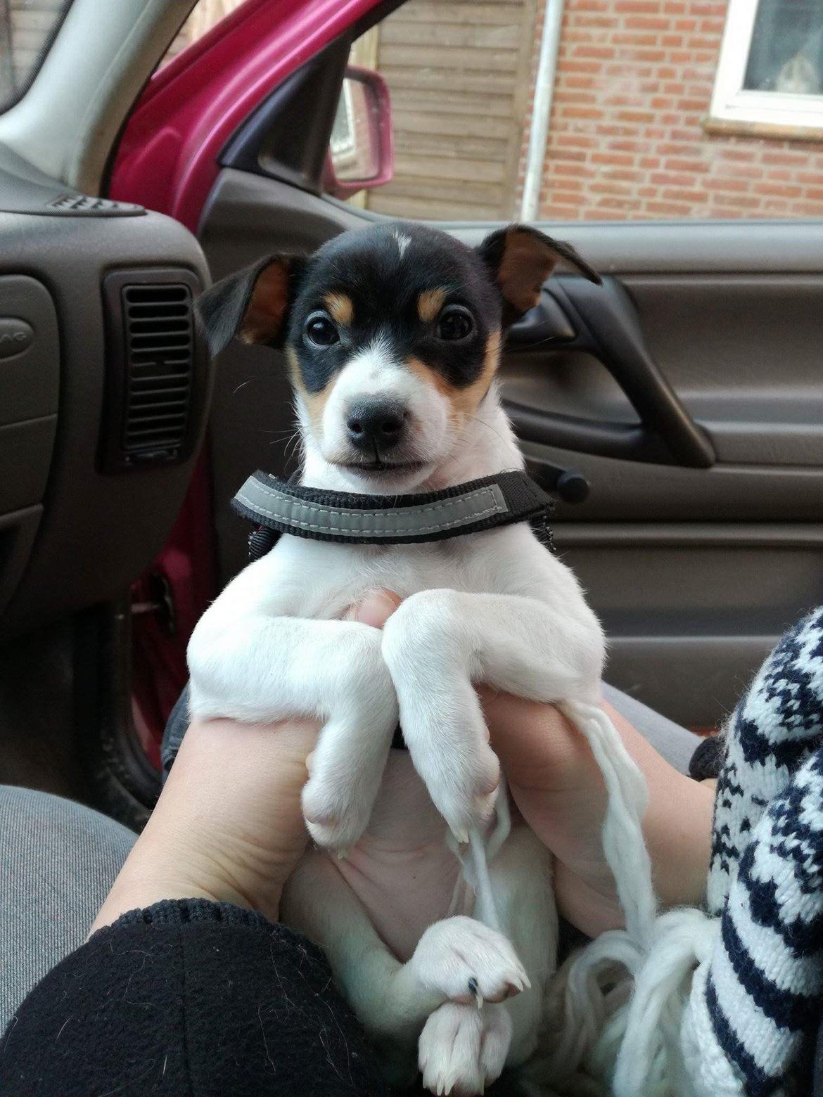 Dansk svensk gaardhund Gabbie - Gabbie, 8 uger billede 1