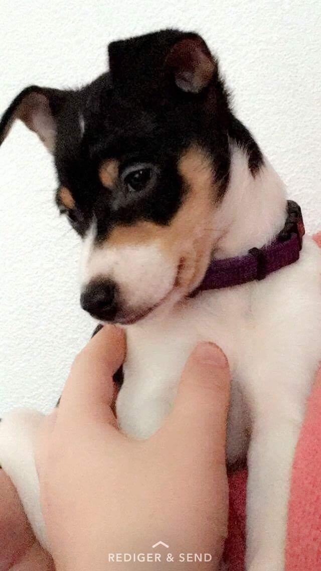 Dansk svensk gaardhund Gabbie - Er jeg ikke bare for lækker billede 3