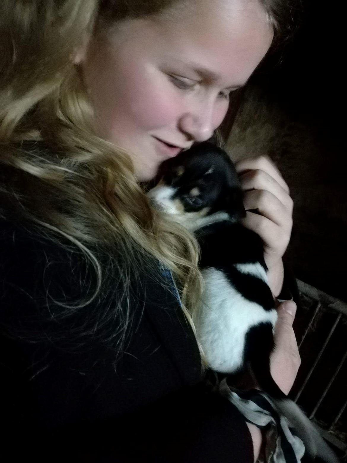 Dansk svensk gaardhund Gabbie - 2. gang at jeg var ude og besøge hende <3 6 uger billede 4