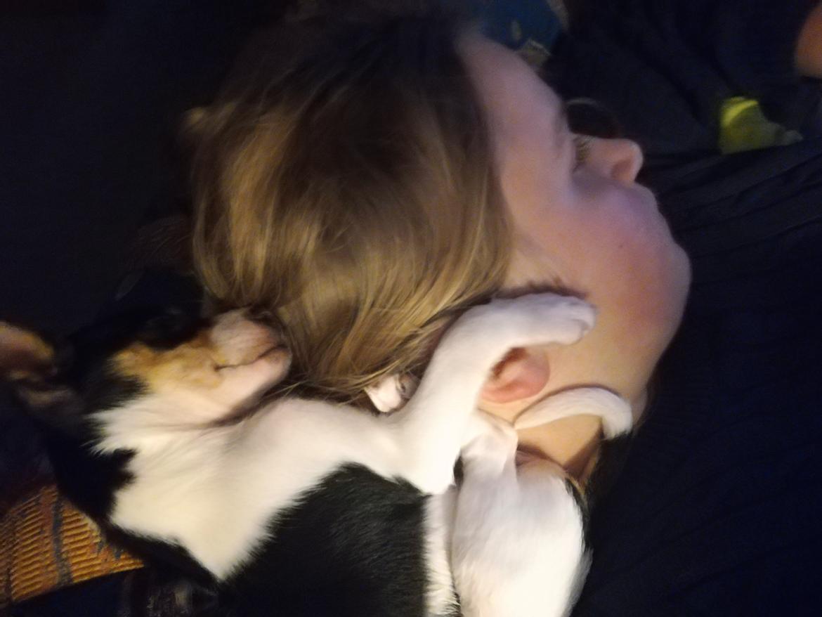 Dansk svensk gaardhund Gabbie billede 5