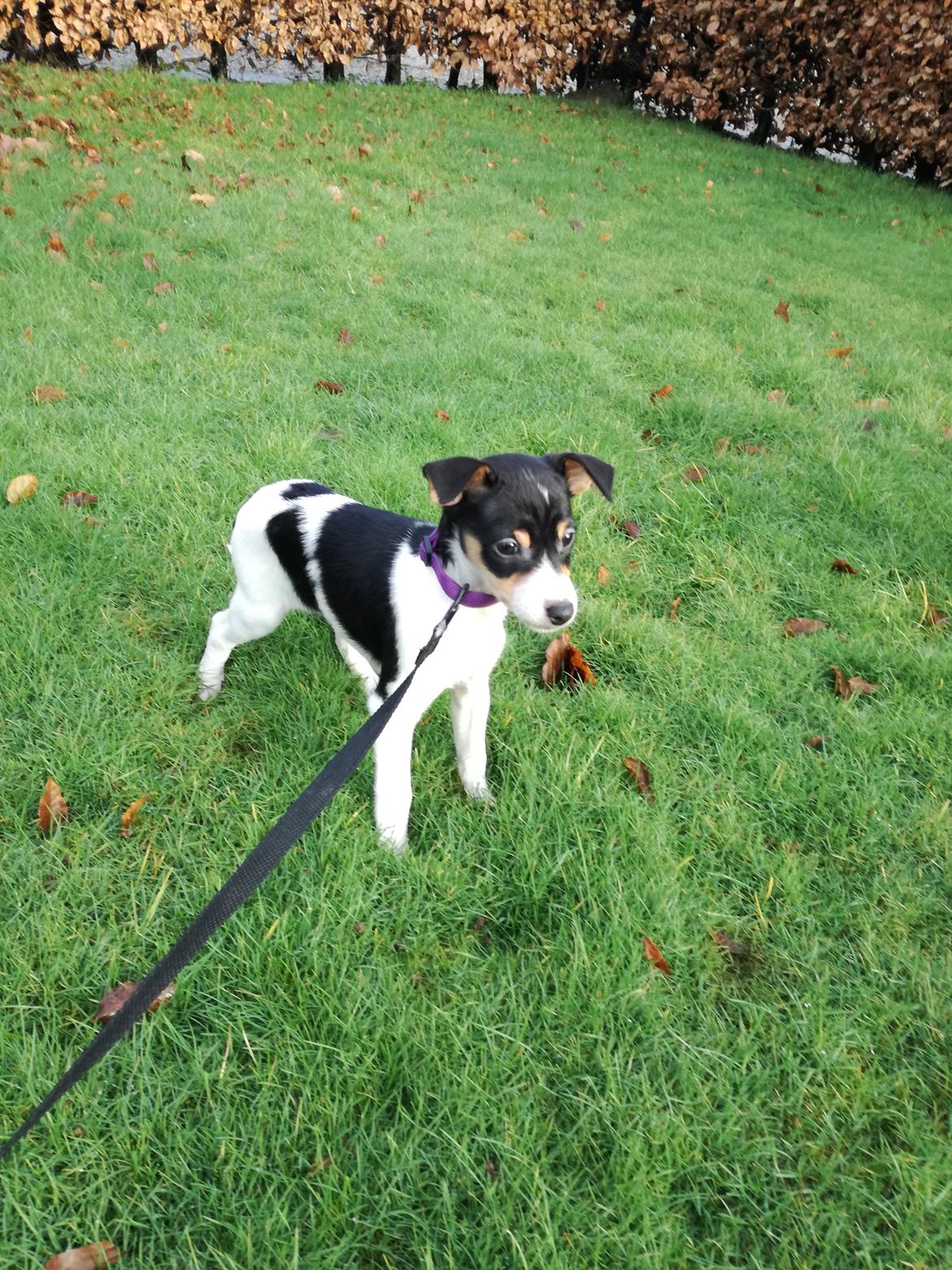 Dansk svensk gaardhund Gabbie billede 6