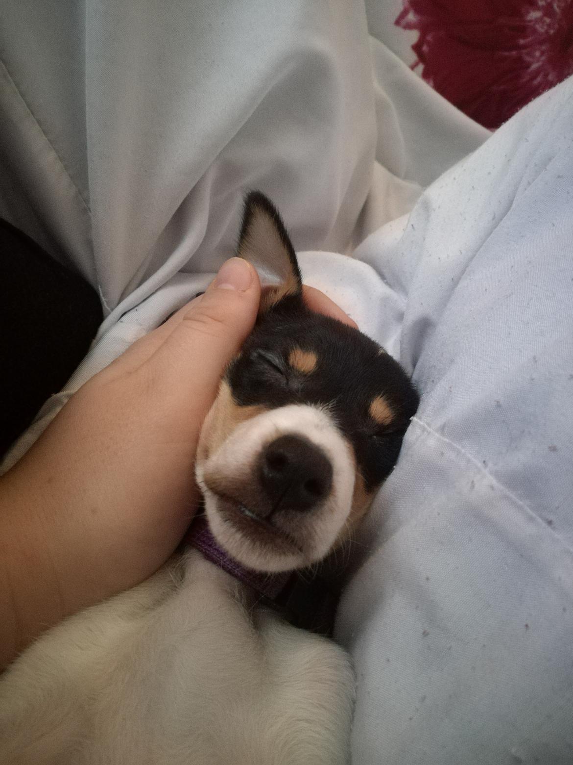 Dansk svensk gaardhund Gabbie billede 7