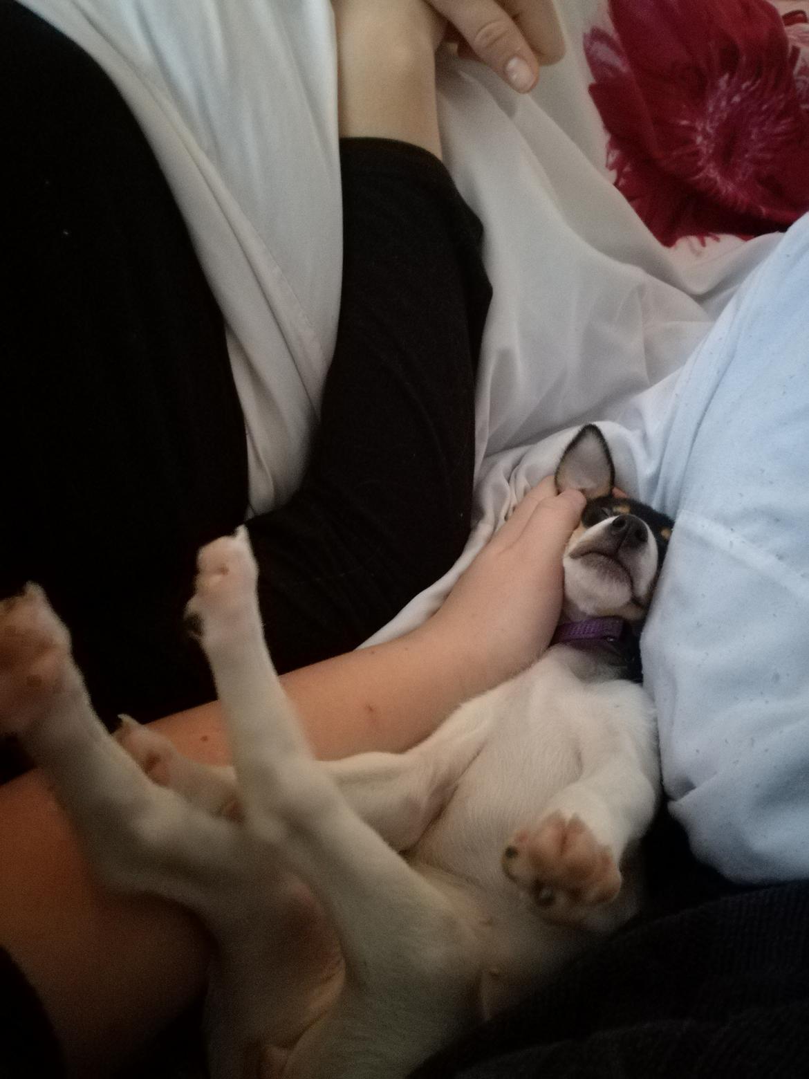 Dansk svensk gaardhund Gabbie billede 8