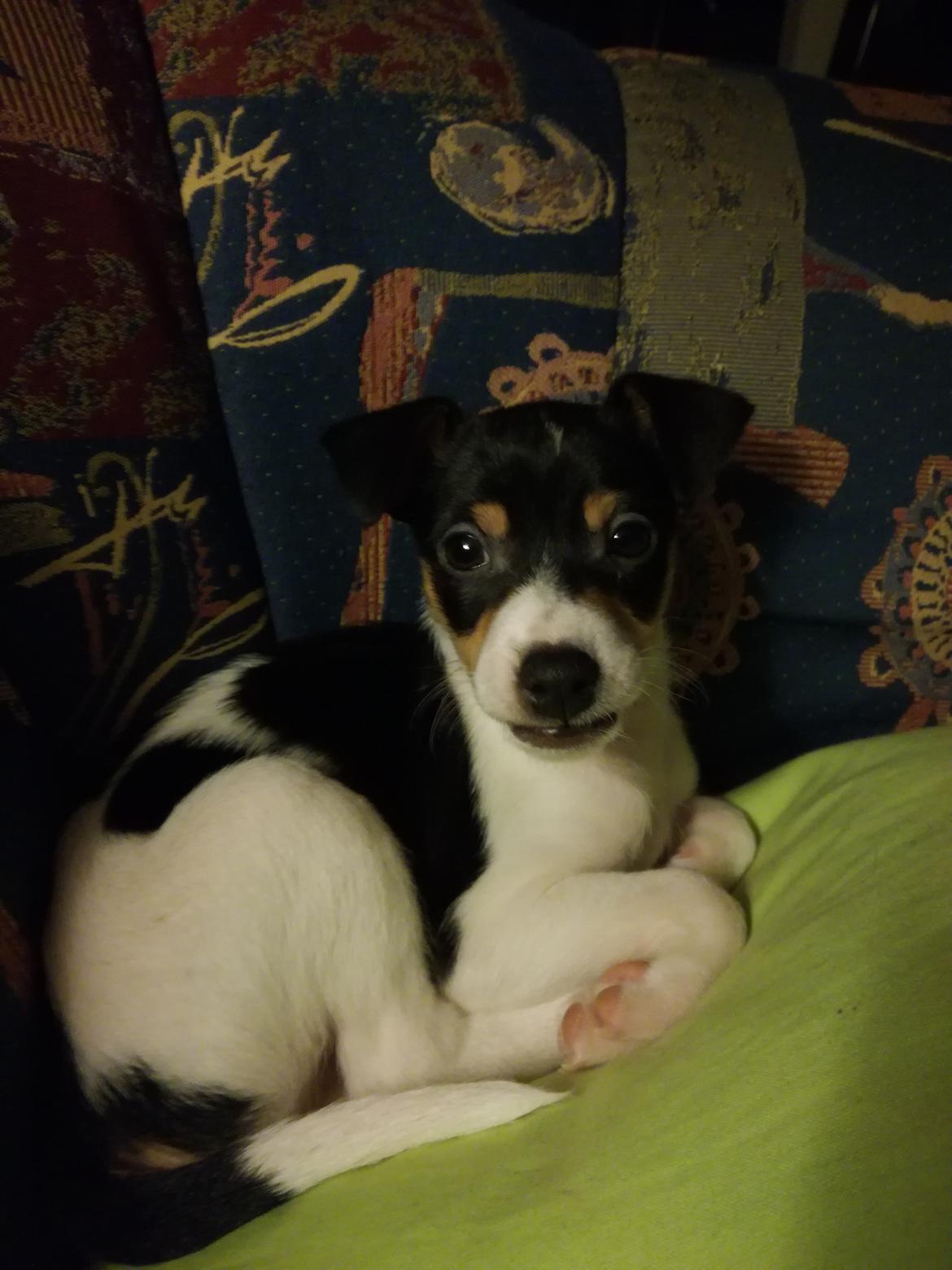 Dansk svensk gaardhund Gabbie billede 9