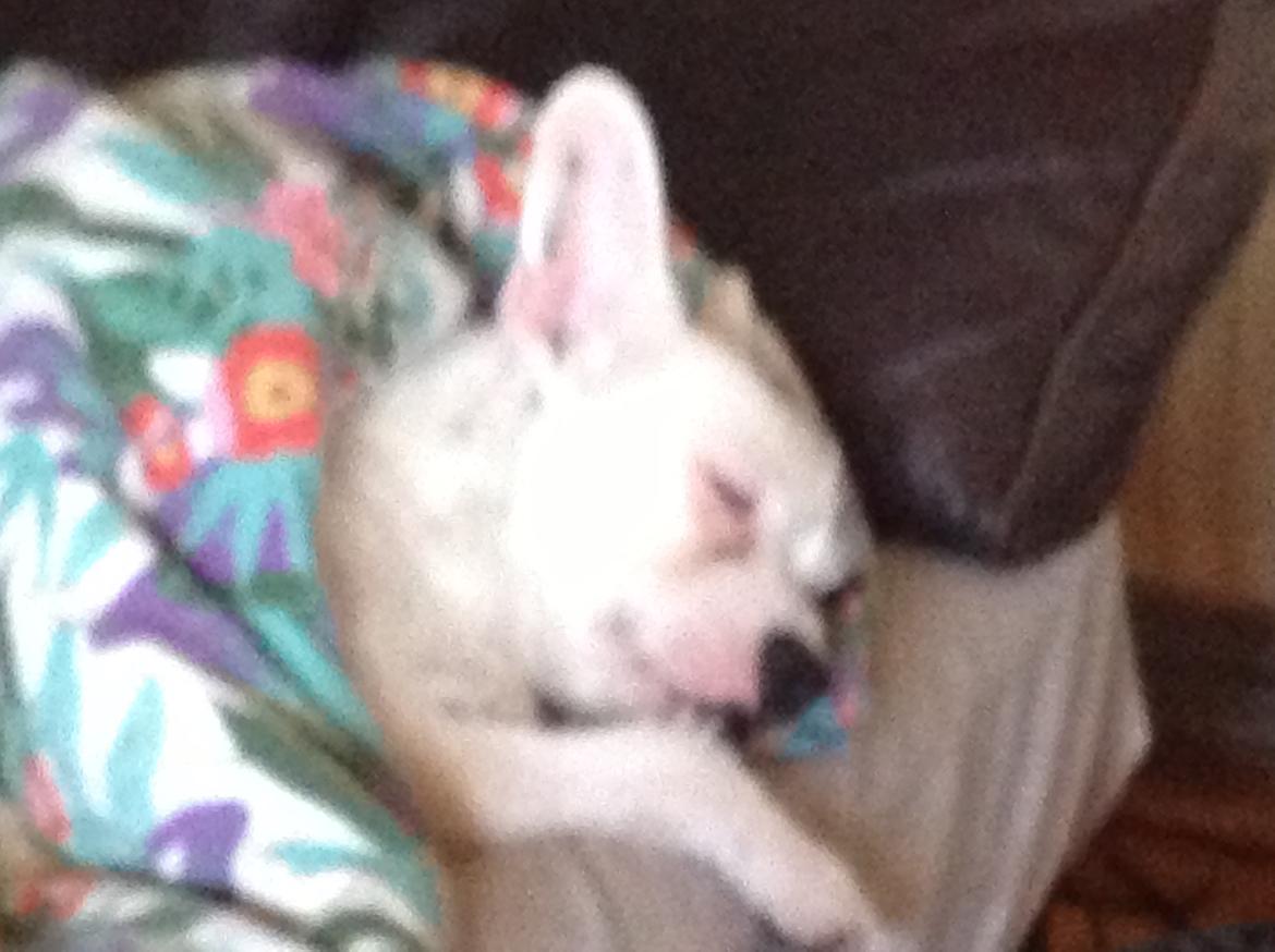 Blanding af racer Mimse billede 15