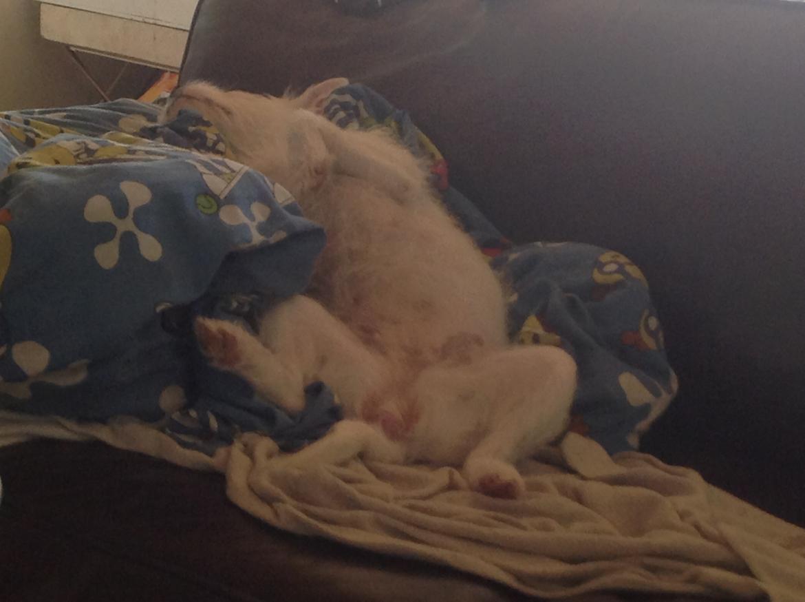 Blanding af racer Mimse billede 18