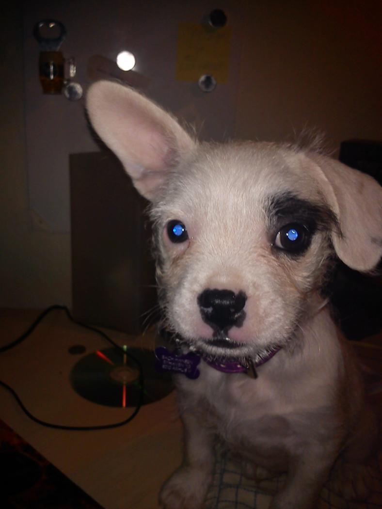 Blanding af racer Mimse billede 20