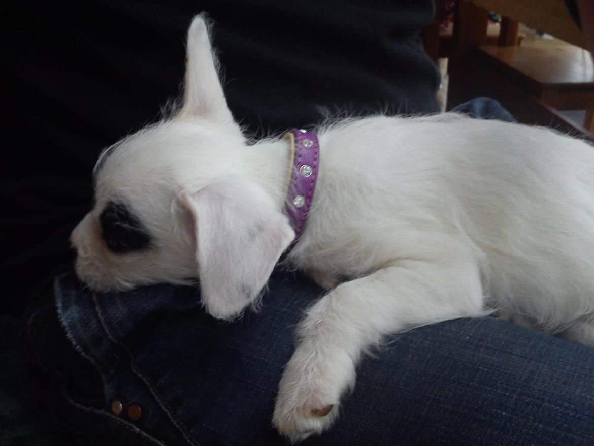 Blanding af racer Mimse billede 19