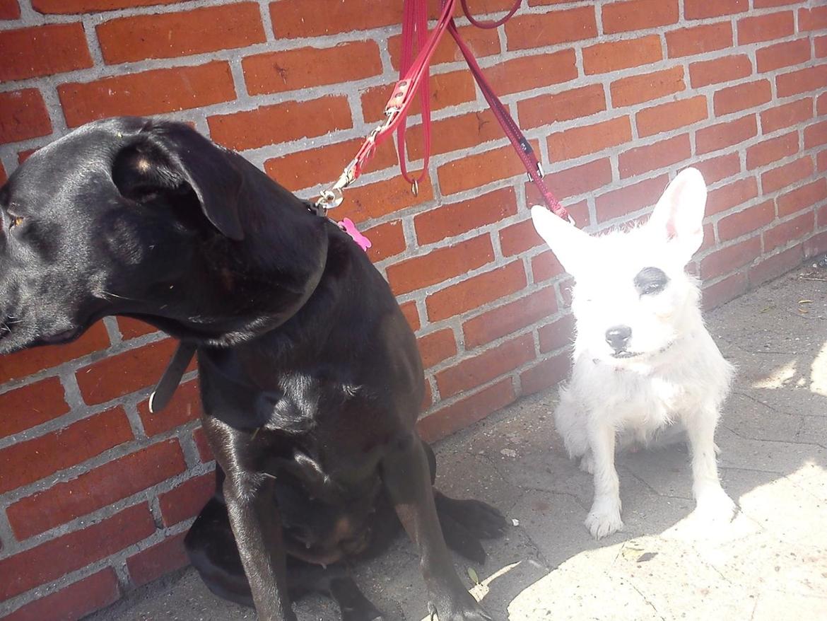 Blanding af racer Mimse billede 22