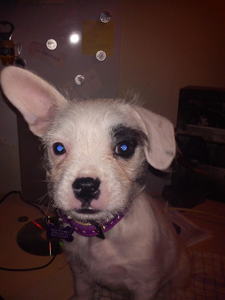 Blanding af racer Mimse billede 21