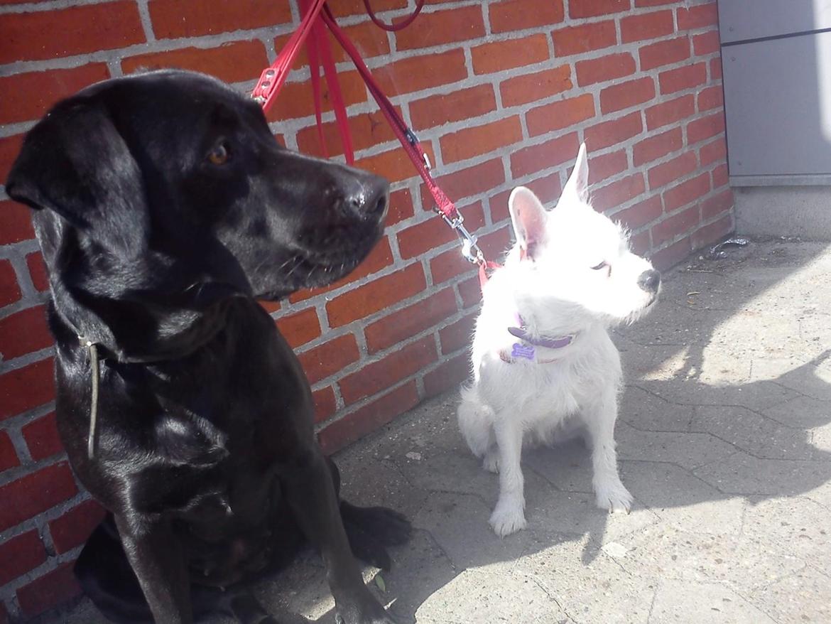 Blanding af racer Mimse billede 23