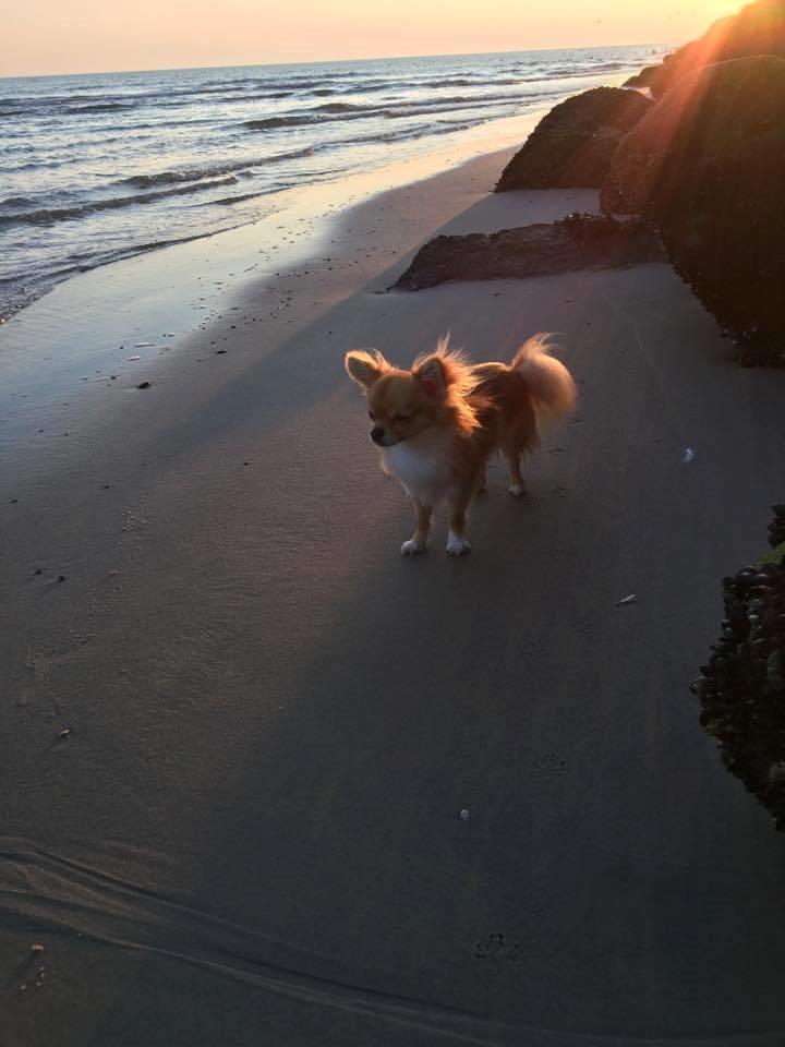 Chihuahua Al'Gisimo's Alfredo - 14/9-16 billede 5