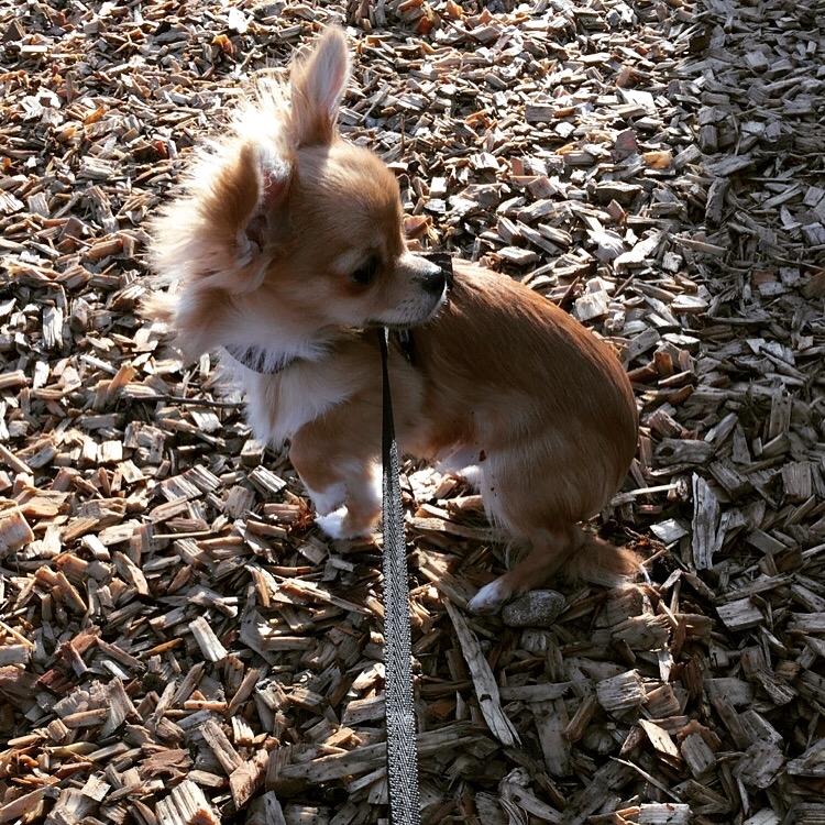 Chihuahua Al'Gisimo's Alfredo - 28/2-16 billede 9